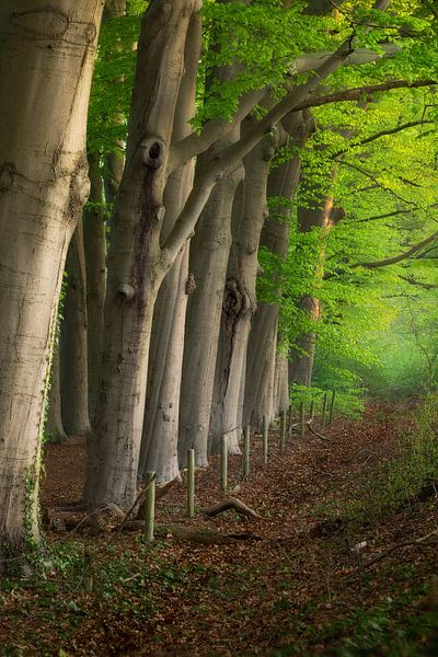 Beech lane Woudenberg by Richard Nell