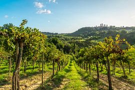 Vineyard Rows Leading to San Gimignano Skyline, Tuscany by Stefano Orazzini