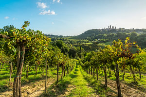 Weinbergreihen mit Blick auf die Skyline von San Gimignano, Toskana