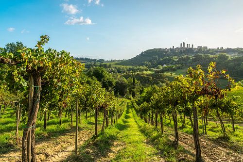 Vineyard Rows Leading to San Gimignano Skyline, Tuscany