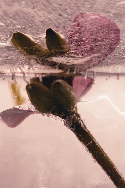 Christ's thorn in ice 1 by Marc Heiligenstein