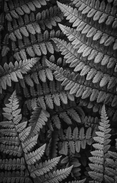 Varen dubbelgangers_B&W van Loris Photography