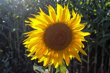 Close-up van zonnebloemen in een maïsveld