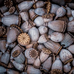 Seedpods