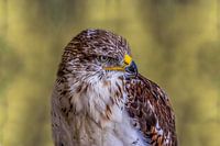 Buzzard