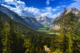 Grote esdoornbos in het natuurpark Karwendel