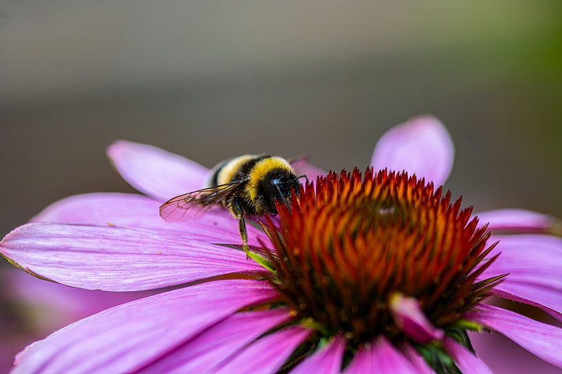 Bumblebee on flower by Sandra Snoeks