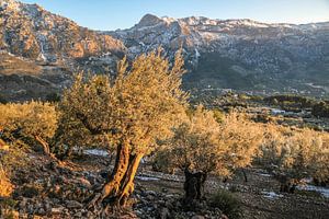 Olivenbäume beim Dorf Fornalutx im Abendlicht, Mallorca