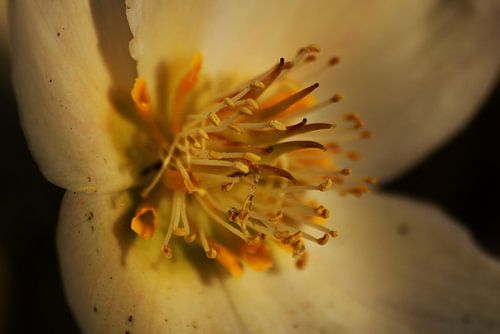 White Yellow