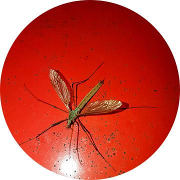 Langpootmug van Joelle van Buren