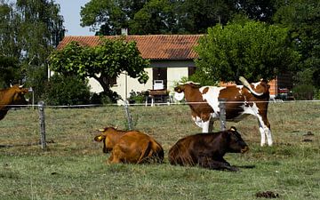 Verschillende soorten koeien voor oud Frans huis van Jochem van der Meer