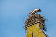 Ooievaars bouwen liefdevol aan het nest van Joyce Reimus thumbnail
