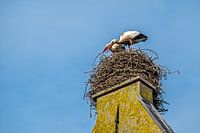 Ooievaars bouwen liefdevol aan het nest