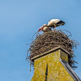 Ooievaars bouwen liefdevol aan het nest van Joyce Reimus
