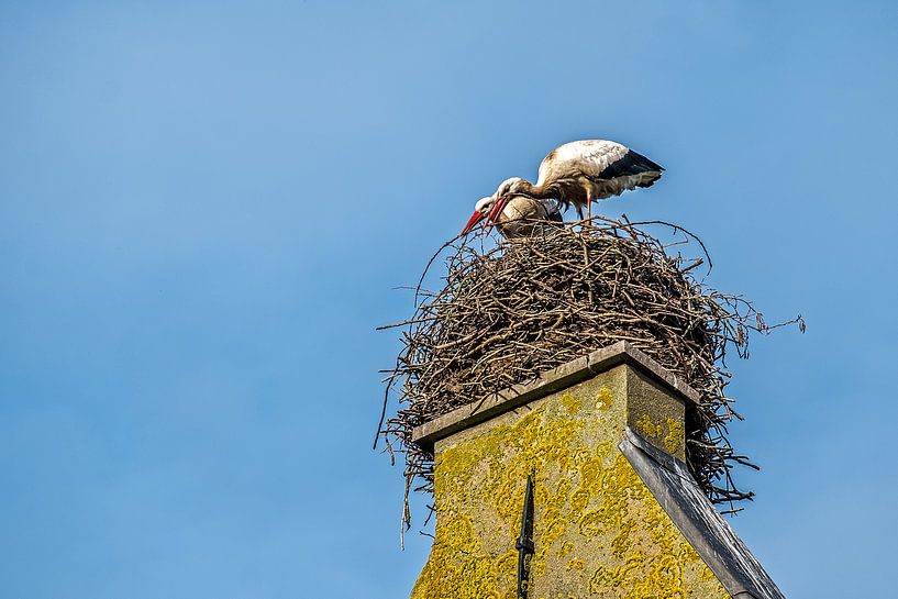 Ooievaars bouwen liefdevol aan het nest van Joyce Reimus