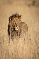 Leeuw in Chobe Nationaal Park Botswana