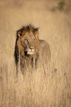 Leeuw in Chobe Nationaal Park Botswana