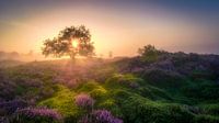 The Bakkeveen Dunes. by Ton Drijfhamer thumbnail