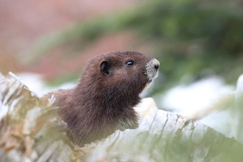 Marmot van Vancouver Eiland ( Marmota vancouverensis) Mount Washington in de natuurlijke habitat, Va