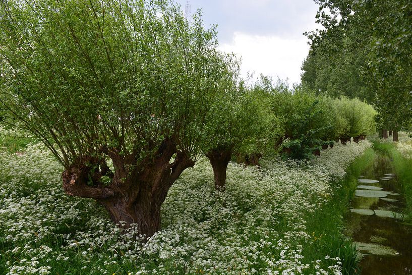 Knotwilgen en fluitenkruid van Maurice Kruk