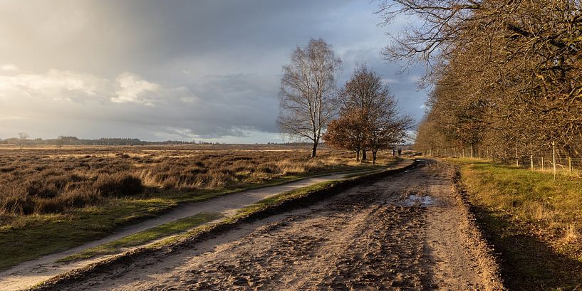 Spaziergang in der Ginkelschen Heide, die Niederlande von Imladris Images
