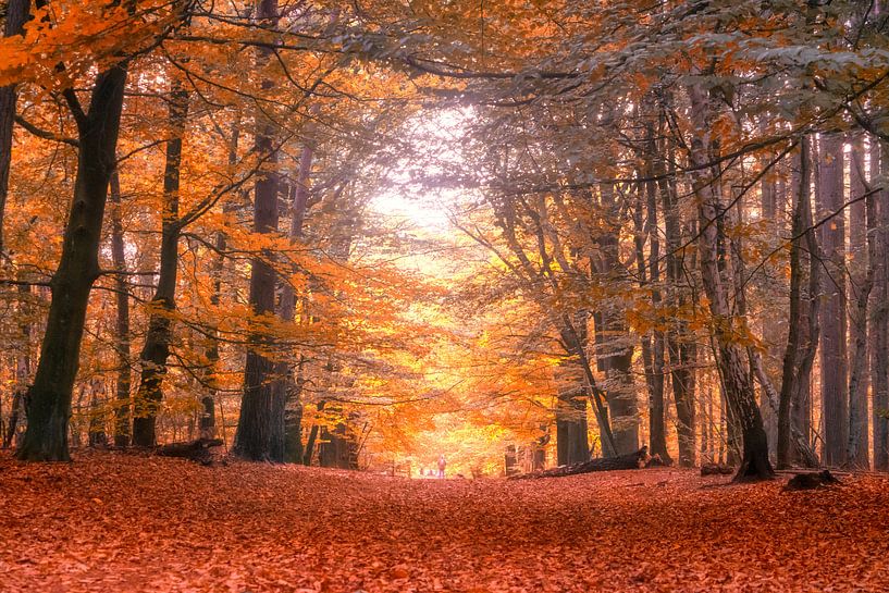 Let's Walk Together par Tashina van Zwam