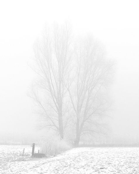 Tree in snowy landscape by Arno Lambermont