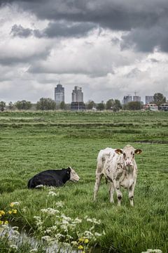 Het contrast van stad en land van Kristian Oosterveen