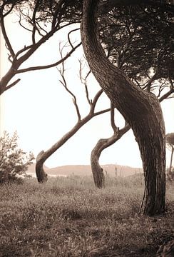 Verdraaide boomstammen, Baratti, Toscane van Rens Kromhout