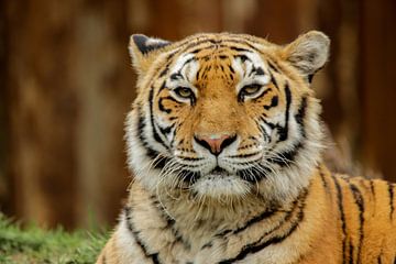 Siberische tijger van Martin Smit