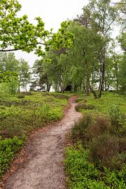 Die grüne Landschaft auf dem Holterberg von Deborah de Meijer