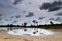Regenbecken in den Drunense-Dünen