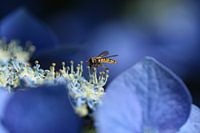 Guêpe sur une belle fleur bleue.