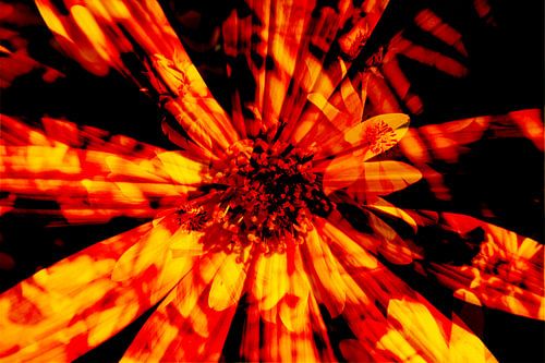 Sun hat, flowers, abstract, (Rudbeckia fulgida)