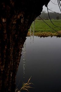 glaçons sur un saule