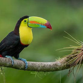 Tukan Vogel von Matthias Spartz