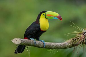 Oiseau toucan