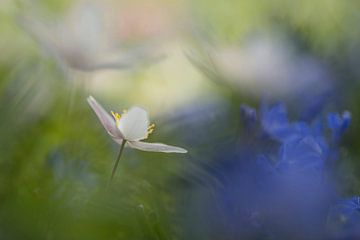 Les couleurs du printemps (Image d'anémones des bois et de jacinthes des bois dans un style aquarell