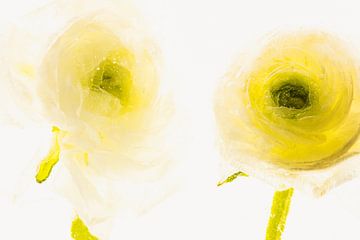 White Ranunculus in Ice 3 by Marc Heiligenstein