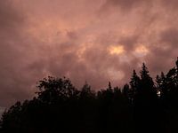 Zonsondergang boven Zweeds sparrenbos