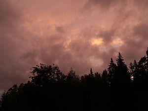Sonnenuntergang über einem schwedischen Fichtenwald