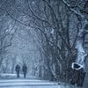 Marcher dans la neige parmi les vieux arbres sur Moetwil en van Dijk - Fotografie