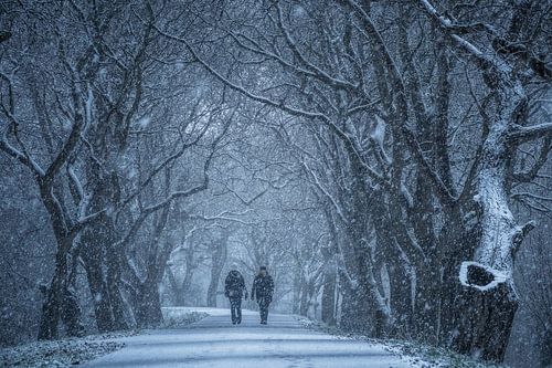Wandelen door de sneeuw tussen oude bomen