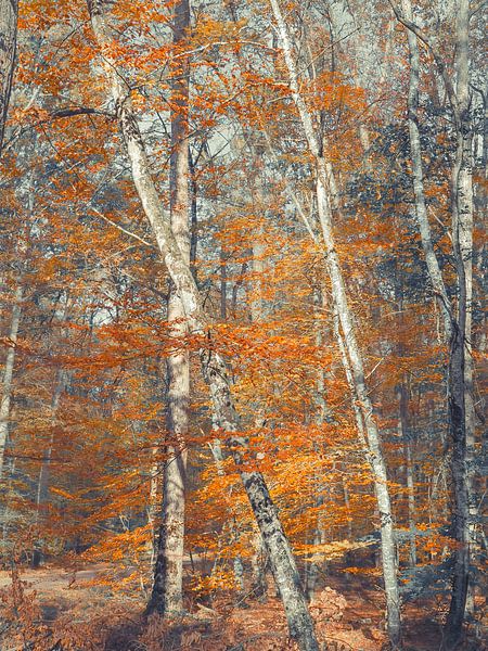 Herbstträume von Miriam Meijer, en pleine campagne.....