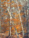 Herbstträume von Miriam Meijer, en pleine campagne..... Miniaturansicht