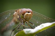 Libel in close-up van Frouwkje Fotografie thumbnail