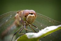 Libel in close-up