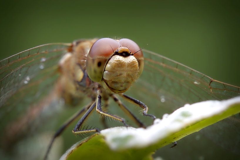 Libel in close-up van Frouwkje Fotografie