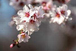 Le printemps et les cerisiers en fleurs sur Dieter Walther