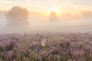 spinnenweb in de mist